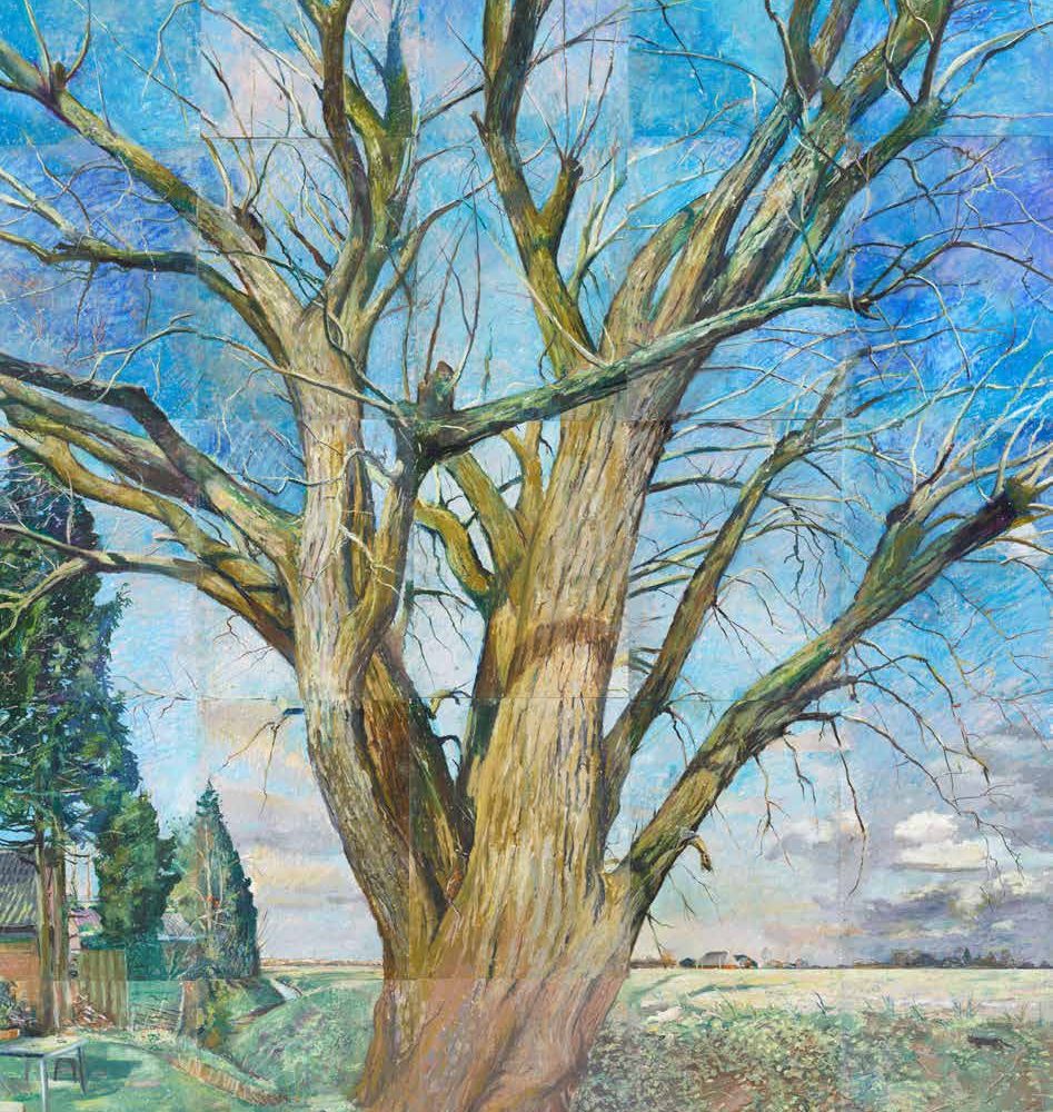 De boom van Ton